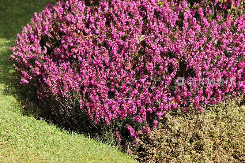 粉色花石南/爱丽卡花的形象，假山花园，草坪